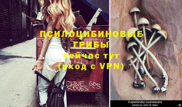 сатива Аркадак